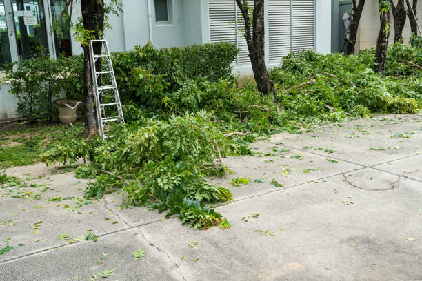 Best Tree Maintenance Programs  in West Rson, CA