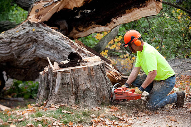  West Rson, CA Tree Removal Pros