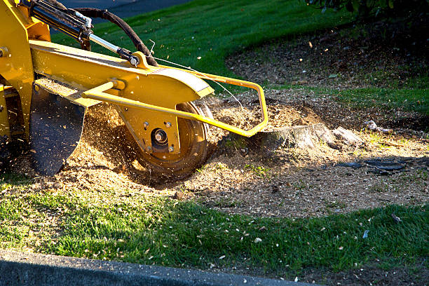 Best Lawn Pest Prevention  in West Rson, CA