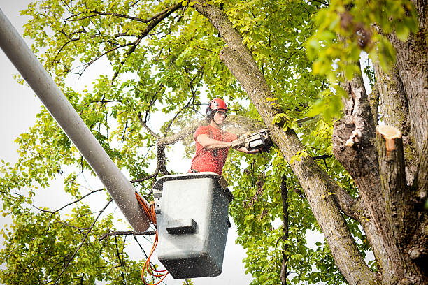 Best Tree Mulching  in West Rson, CA