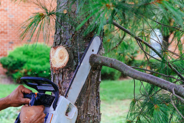 Professional Tree Removal in West Carson, CA